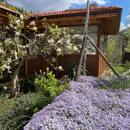 - еделвайс, гр. Gabrovo